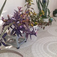 گل فروشی|گل و گیاه طبیعی|ایلام, |دیوار