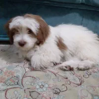 سگ تریر سه ماه