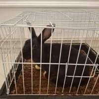 خرگوش ماده|موش و خرگوش|نوشهر, |دیوار