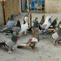 کفتر پرشی