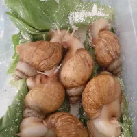 حلزون پرورشی مولد و درمانی|خزنده|سنندج, |دیوار