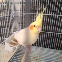 عروس هلندی با ۴تا جوجه|پرنده|شیراز, تندگویان|دیوار