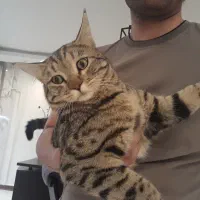 بچه گربه بانمک و باهوش