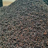 آلوچه لواشکی و آلوچه ریز