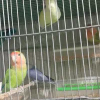 ق.ن.اری|پرنده|محمدیه-قزوین, |دیوار