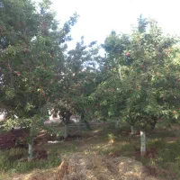 باغ|فروش زمین و ملک کلنگی|سنقر, |دیوار