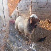 قورچ سنجابی اصل