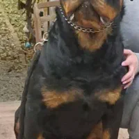 سگ روتوایلر نر 11ماهه|سگ|تهران, هاشمی|دیوار