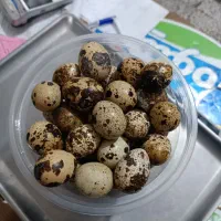 تخم بلدرچین نطفه دار وخوراکی