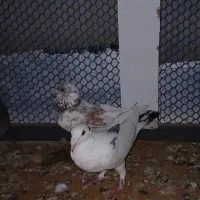 کبوتر|پرنده|چابهار, |دیوار