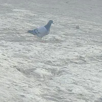 کفتر مسافتی  فروشی