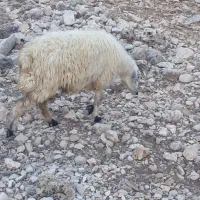 یک عدد شیشک ویک برندیل به فروش میرسد ۳۲ میلیون