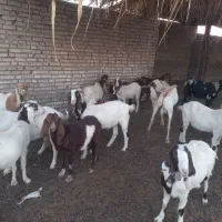 ۲۰عدد بز ماده|حیوانات مزرعه|باوی, |دیوار