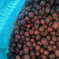 عناب خشک|خوردنی و آشامیدنی|تهران, دولاب|دیوار
