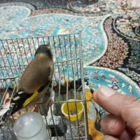 فروش سهره ماده