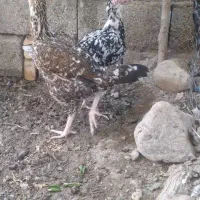مرغ چابهاری|حیوانات مزرعه|عنبرآباد, |دیوار