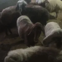 ۱۰عددمیش وبره|حیوانات مزرعه|بیلوار, |دیوار