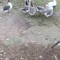 هشت عدد غاز و یک عدد بوقلمون