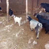 بره‌شیری‌ماده‌بیگ‌چاق.بزنزدیک‌زا‌میش‌زاییده‌وآبستن