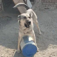 سگ پژدر سرابی|سگ|باقرشهر, |دیوار