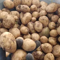 سیب زمینی بذری|عمده‌فروشی|بیرانوند, |دیوار