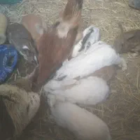 5عدد خرگوش بالغ ابست بفروش میرسد|موش و خرگوش|زهک, |دیوار