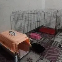 سگ خونگی کوکو  ۸ ماهه|سگ|پاکدشت, پاکدشت (مامازند)|دیوار