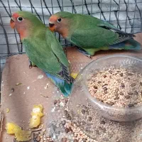 طوطی برزیلی