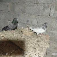 خرید و فروش کبوتر