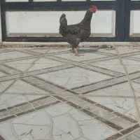 دو عدد مرغ عربی تخمگذار|حیوانات مزرعه|حمیدیه, |دیوار