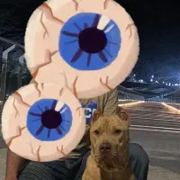 نر پیت بول اصل جهت کشش با ماده های اصل شما