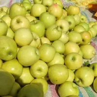 سیب درجه یک فروشی