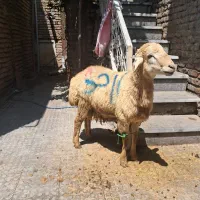 ذبح شرعی واسلامی