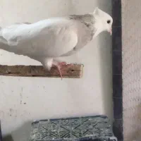 طوقی|پرنده|سارال, |دیوار