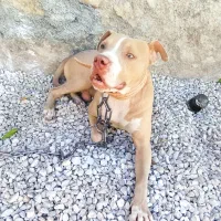 پیت بول نر وارداتی ۲سال و نمیه|سگ|اصفهان, ستار|دیوار