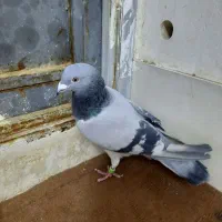کبوترنر پلاکی|پرنده|قم, شهرک توانیر|دیوار