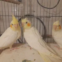 عروس لوتینو،گاو صندوق ،لوازم ماشین، توضیحات کامل