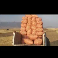 کاه دیم و پرس بهاره