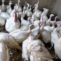 بوقلمون گوشتی بیوتی|حیوانات مزرعه|خرامه, |دیوار