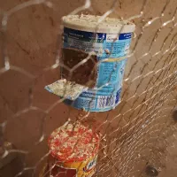 فنج|پرنده|ساوه, |دیوار