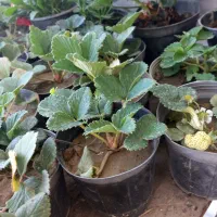 نهال نشاء توت فرنگی شمعدونی اطلسی سینری گوجه فلفل