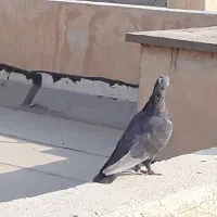 کبوترقهوای|پرنده|بهبهان, |دیوار