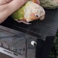 طوطی گرینچیک