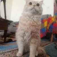 گربه نسکافه ای نر