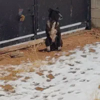 سگ ماده|سگ|شیراز, گویم|دیوار