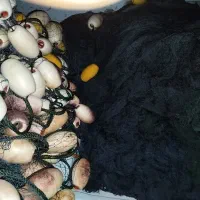 تور حلقه ای|ماهیگیری|بندرلنگه, |دیوار