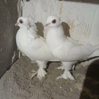 کبوتر قره اغ گوروخ|پرنده|باسمنج, |دیوار