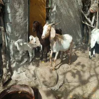 بز درجه یک شیرا (گوسفند)|حیوانات مزرعه|کرمان, |دیوار