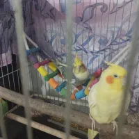 یک جفت عروس هلندی سر حال