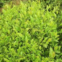 چایی گیلان انواع چای دستی،قلم،ممتاز،سبز